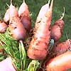 Carrots All Seasons 